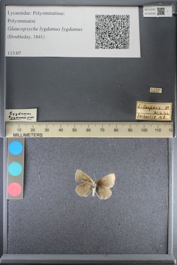 Media type: image;   Entomology 194596